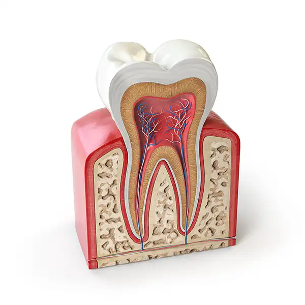 3D rendered cross-section view of a tooth and its roots illustrated by Lakewood Dental Arts in Lakewood, CA